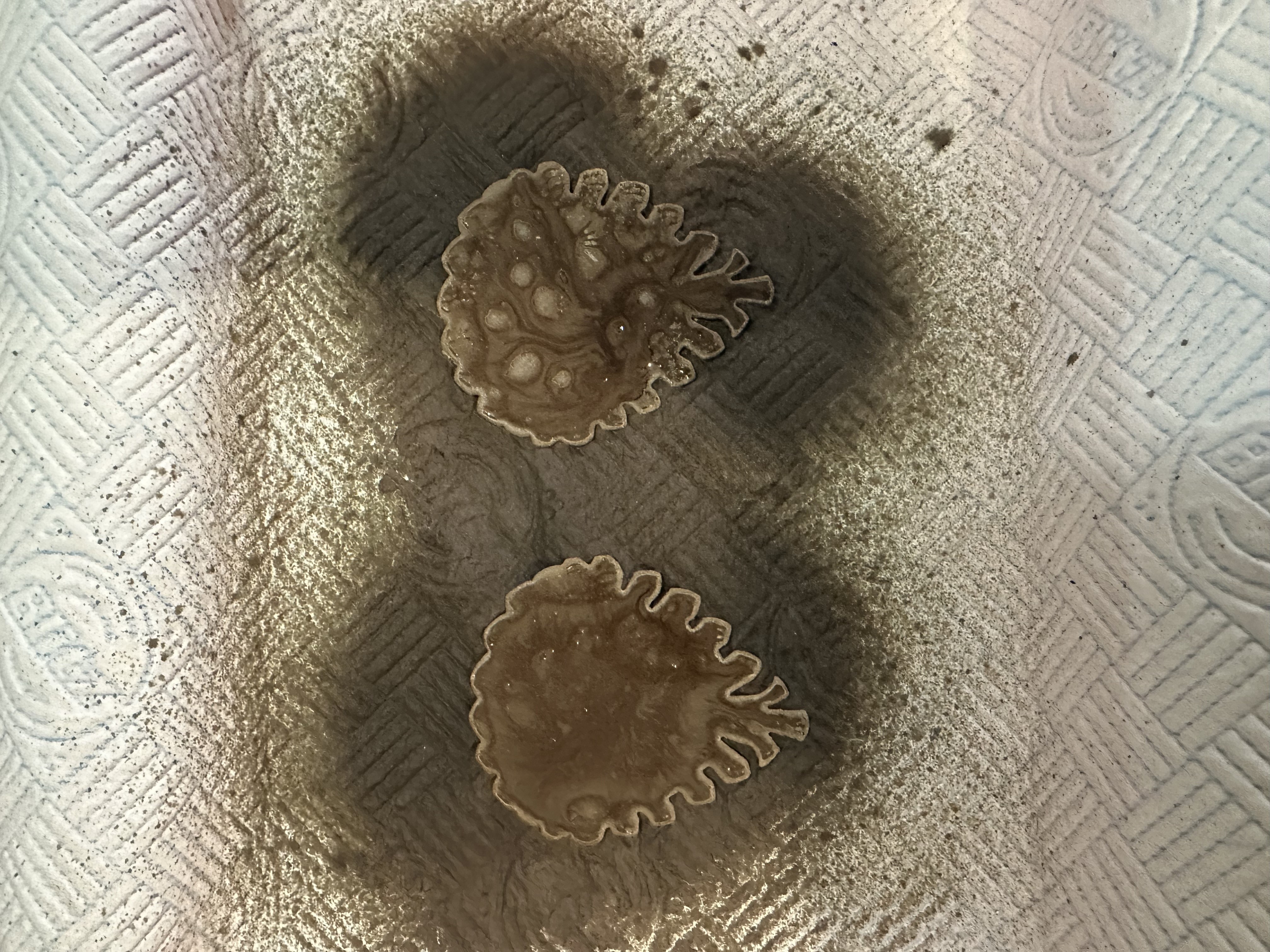 How To Guide - Step 5