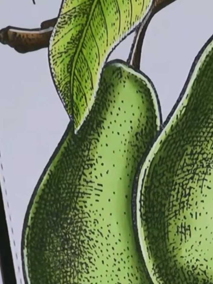 Step 2: Place the stamped card into the embossing folder, aligning the pear image with the folder design as best you c